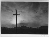 Birds on wire, evening, Manzanar Relocation Center